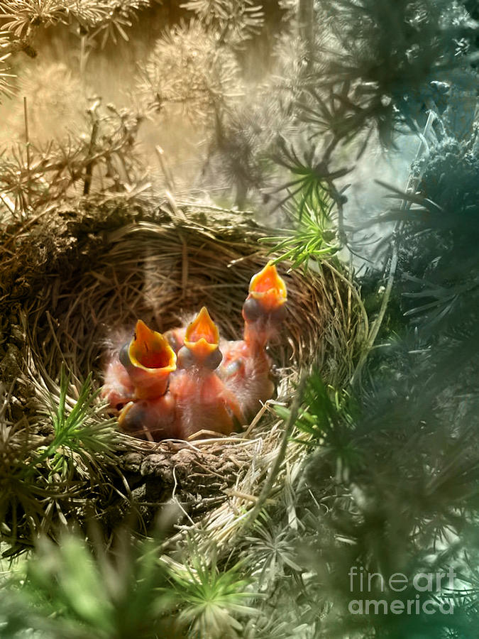 Baby Robins Photograph by Janie Johnson