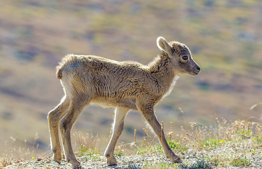 Baby Rocky Mountain Sheep Photograph by Shirley Dutchkowski