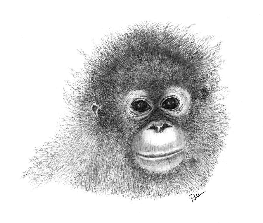 Orangutan Drawing - Baby Of The Forest by Rosanna Maria