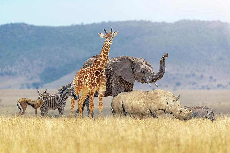 Baby Safari Animals Together in African Grasslands Photograph by Good  Focused - Fine Art America