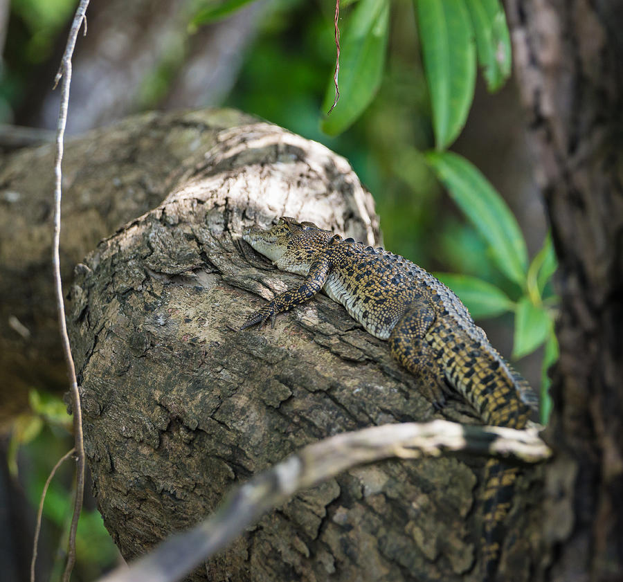 Baby Saltwater Crocodile Resting on Tree Photograph by Miralex