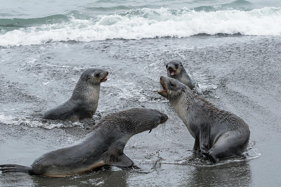 Baby Sea Lions Playing In The Surf Photograph