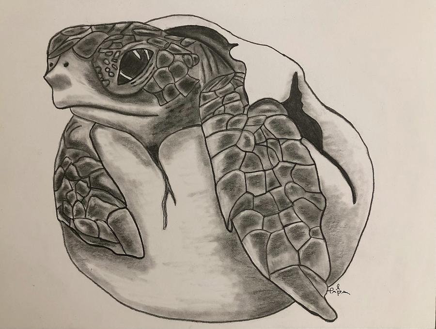 Drawing a realistic TURTLE  Baby sea turtle drawing  Ys Draws  YouTube