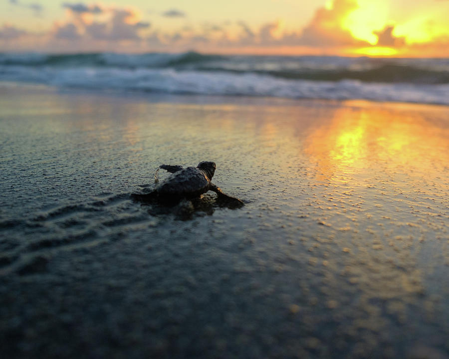 Baby Sea Turtle Sunrise Off to Ocean Photograph by Kim Seng - Fine Art ...