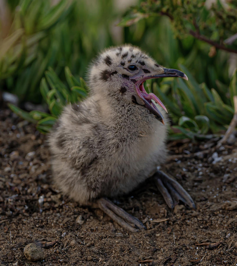 Baby Seagull Photograph by D Hayes - Fine Art America