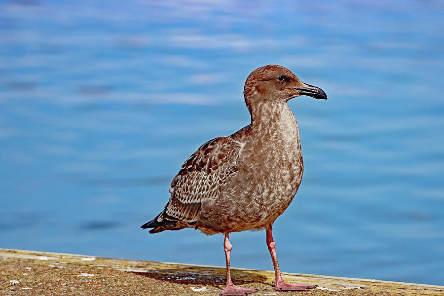Baby Seagull On The Dock Digital Art by Tom Janca
