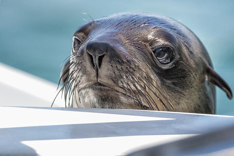 Baby Seal Popping Up To Say Hi Photograph