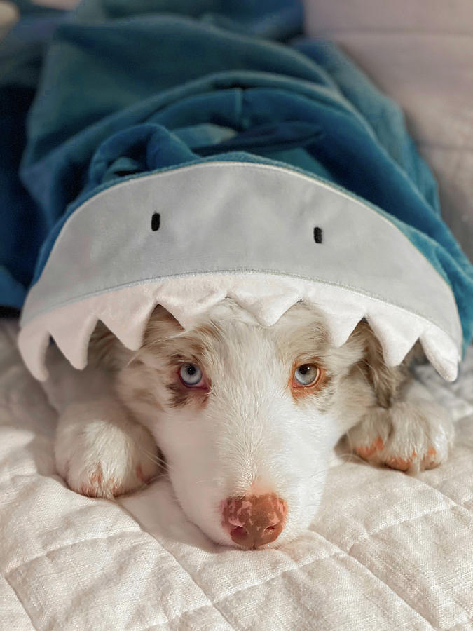 Baby Shark Mookie Photograph by Chris Goldberg