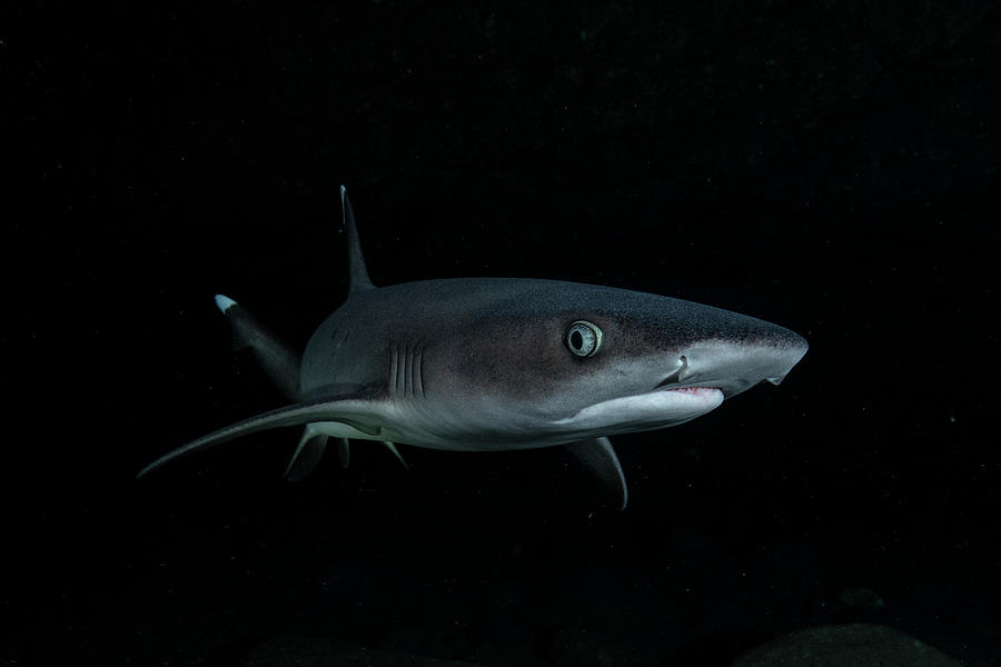Sharks Photograph - Baby shark by Simon Lorenz