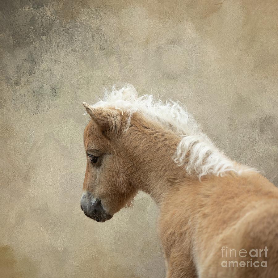 Baby Shetland Pony Photograph by Eva Lechner