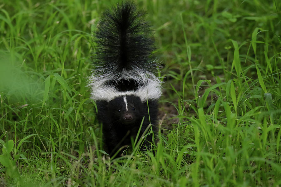 Baby Skunk Photograph by Brook Burling