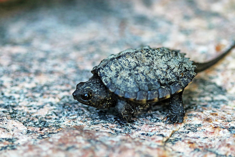 Baby Snapping Turtle Photograph by Debbie Oppermann