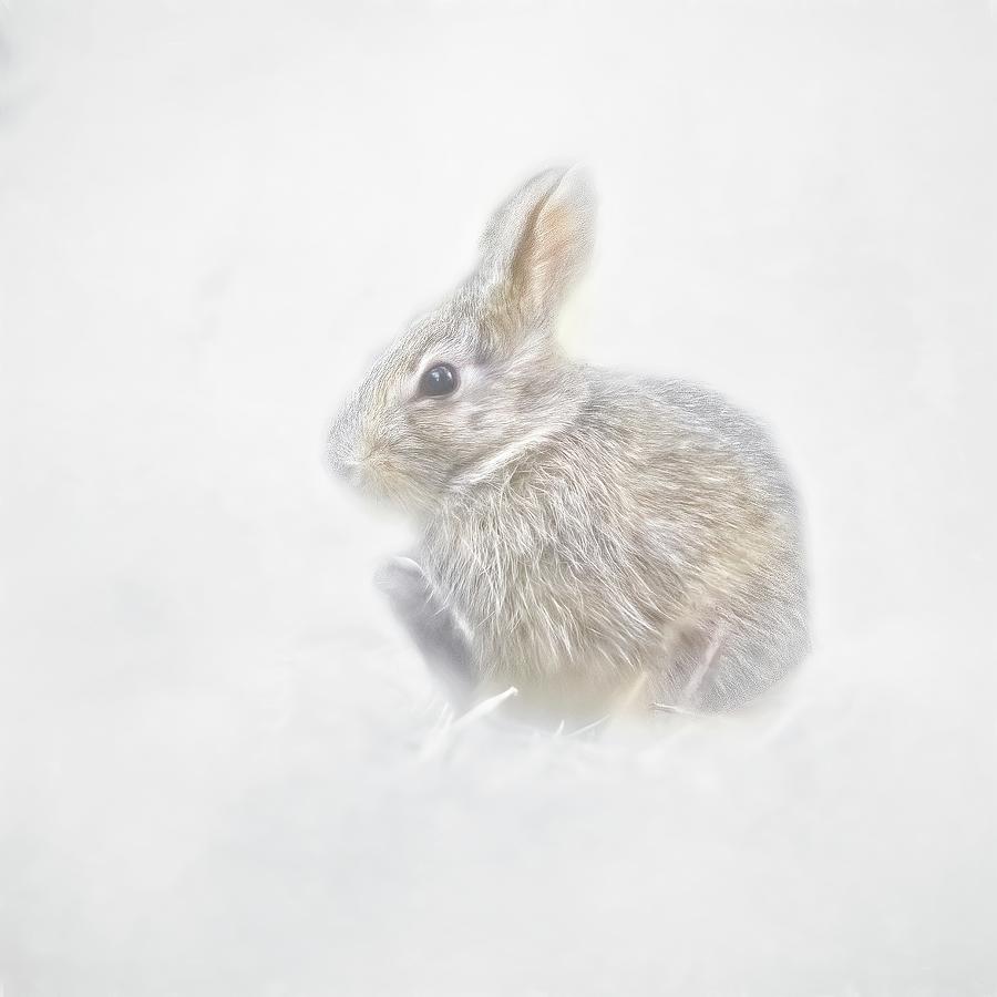 Baby Snow Bunny Photograph by Marjorie Whitley