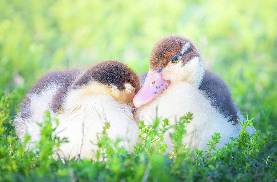 Baby Snuggle Ducklings Photograph by Jordan Hill