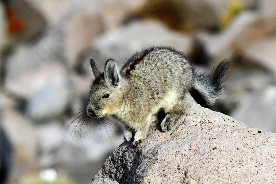 Baby southern viscacha Photograph by James Brunker