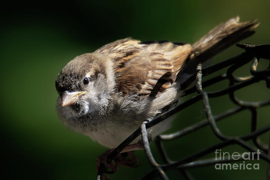Bashful Medium Sparrow Tote