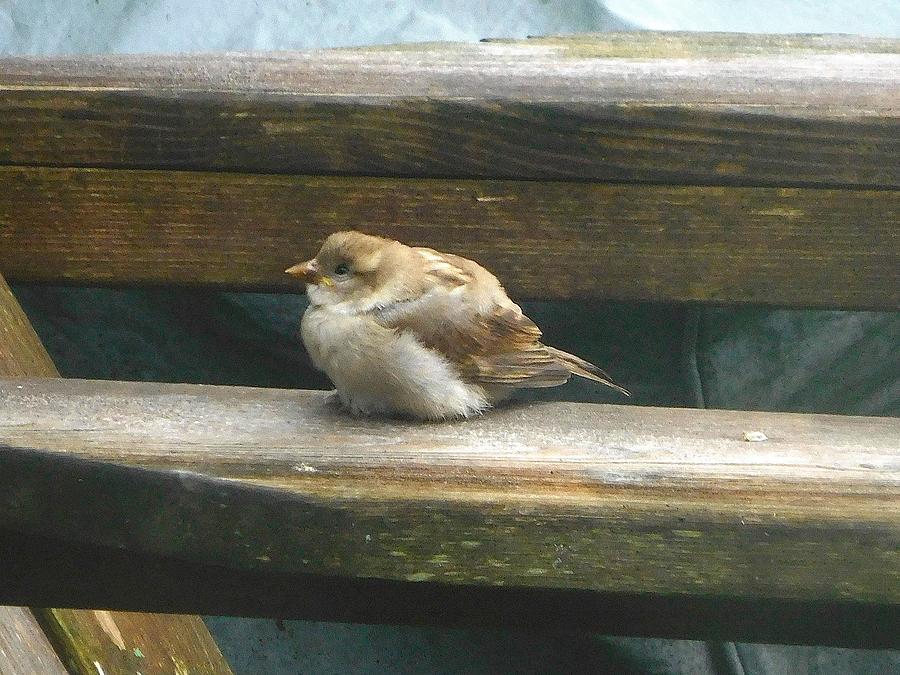 Sparrow Photograph - Baby Sparrow resting on Step by Melinda Saminski