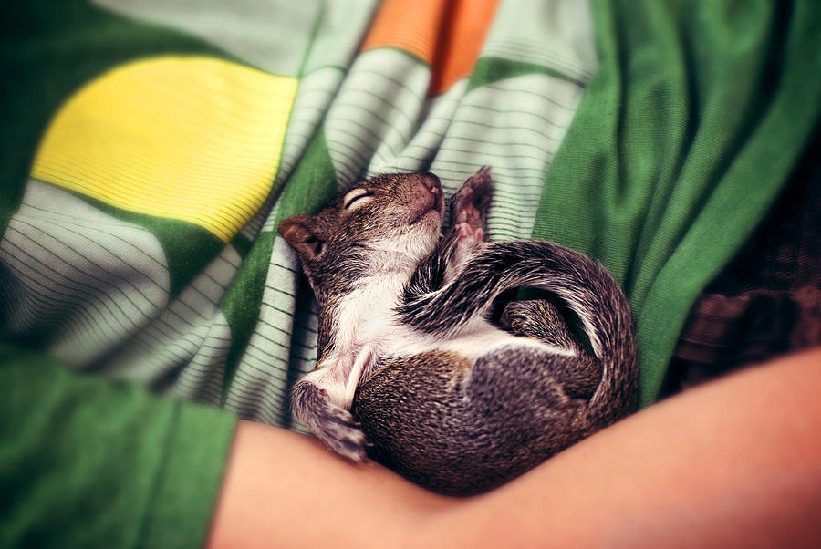 Baby squirrel curled up Photograph by Jamal E. Josephs