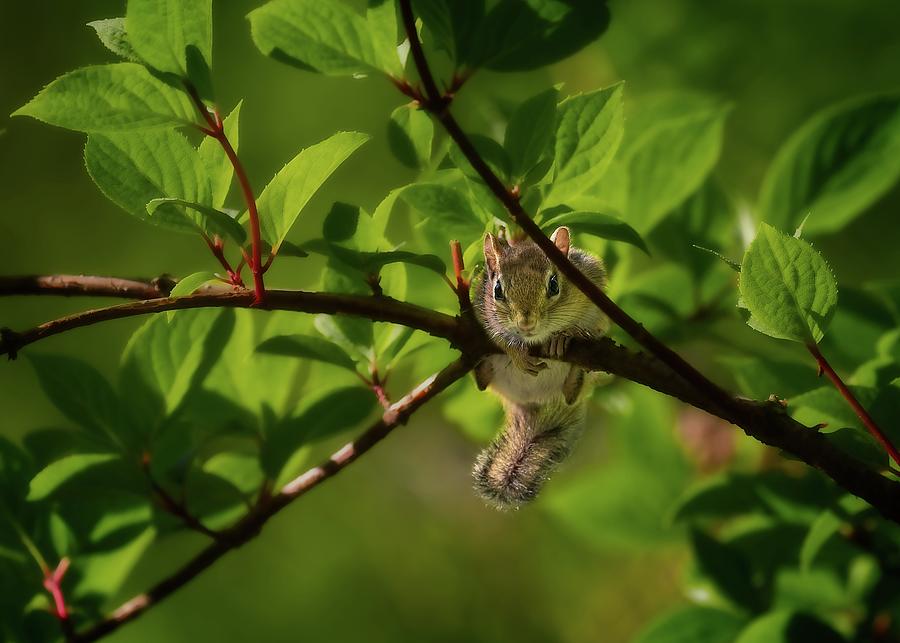 Fall Photograph - Baby Squirrel by Matthew Adelman