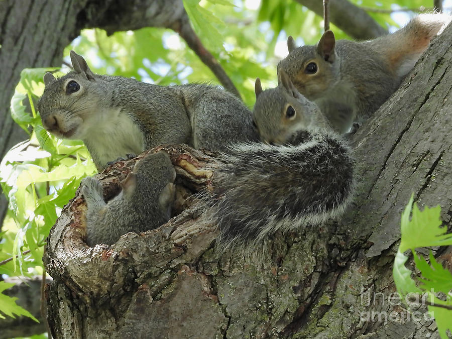 Baby Squirrels In A Tree Photograph by Sheila Lee