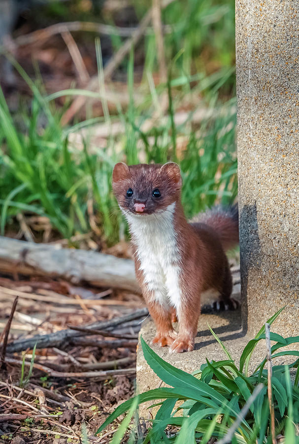 Baby stoat Photograph by Lilia S