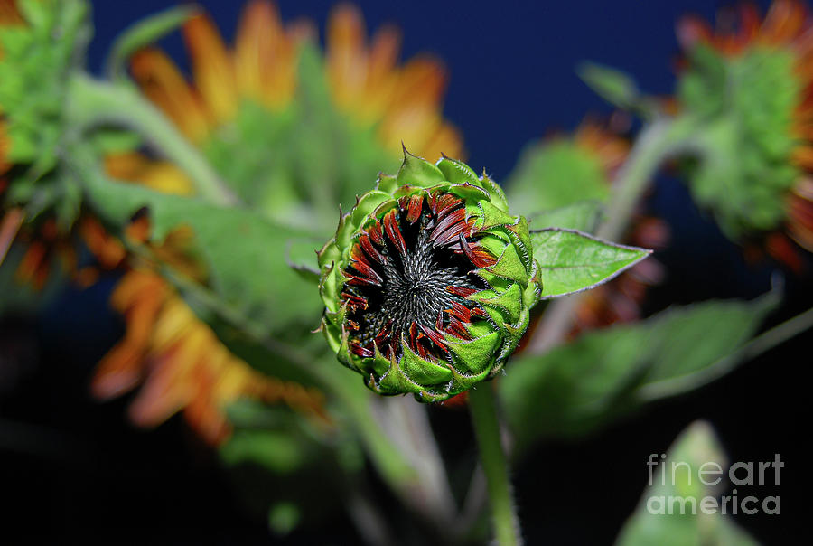 Baby sunflower ready to burst Photograph by William Lofton