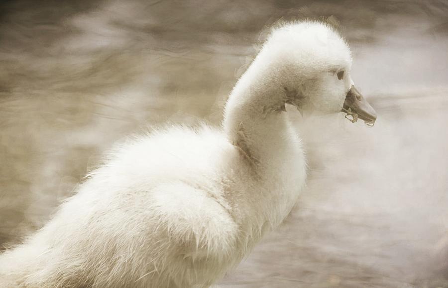Baby Swan Photograph by The Art Of Marilyn Ridoutt-Greene