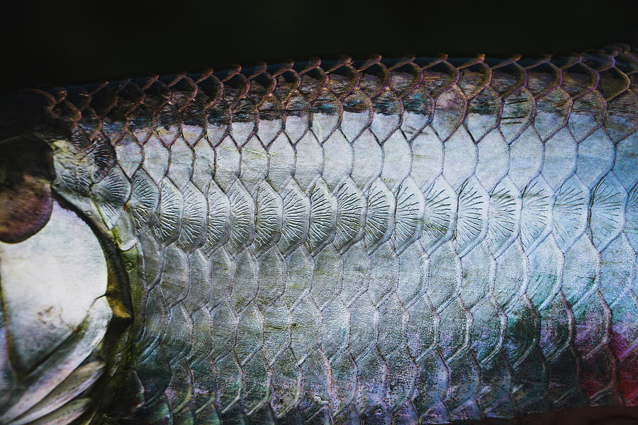 Baby Tarpon Scales Photograph by Robert Jones | Fine Art America