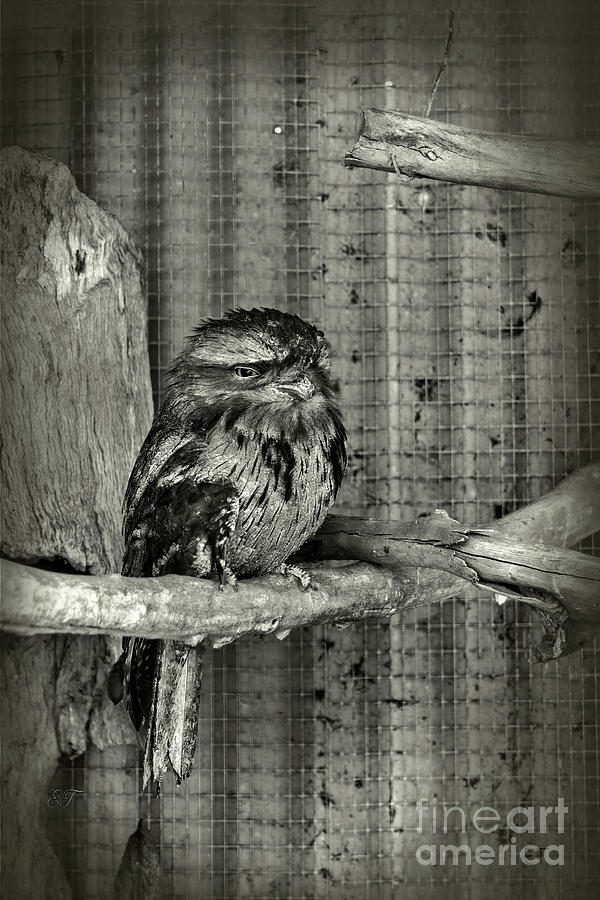 Baby Tawny Frogmouth Owlet Photograph by Elaine Teague
