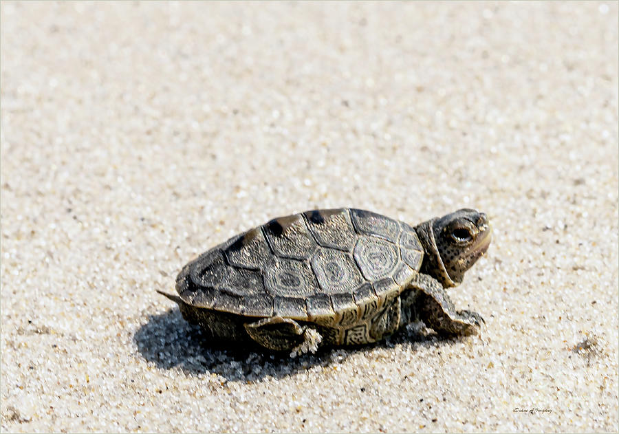 Baby Terrapin Diamondback Turtle Photograph by Diane A Irrgang - Fine ...