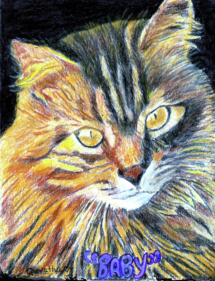 Baby the Cat Drawing by Quwatha Valentine