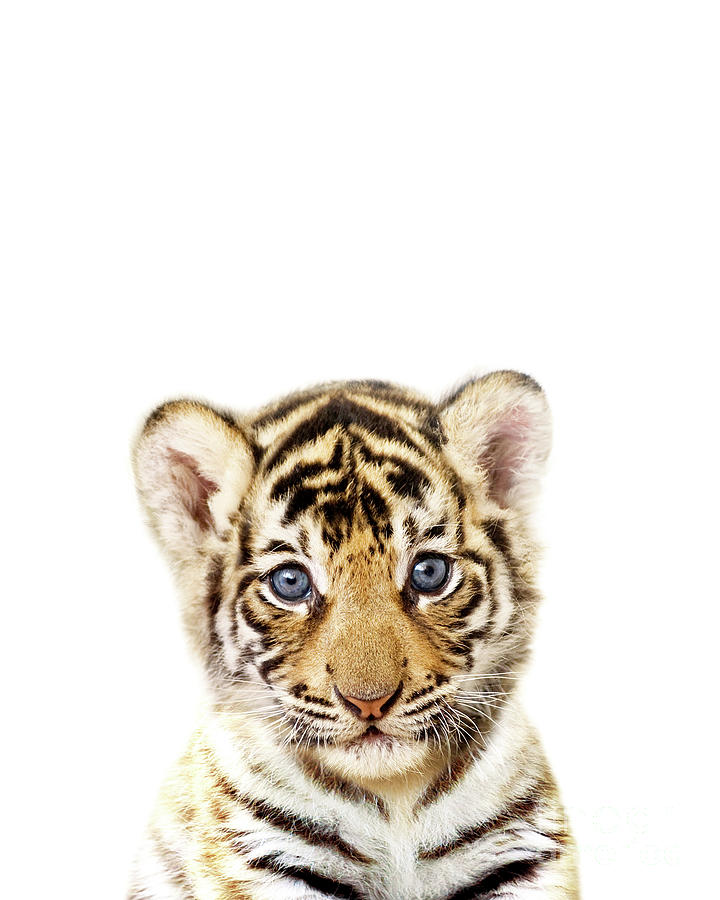 Zoo Baby Tiger - Baby Animal Print - 8 x 10 — Fresh Prints of CT