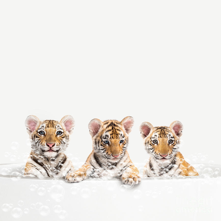 Baby Tigers in Bathtub, Tiger Cub Taking a Bath, Tiger Bathing, Bathtub ...