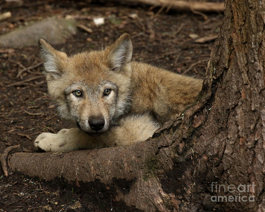 Baby Timber Wolf Photograph
