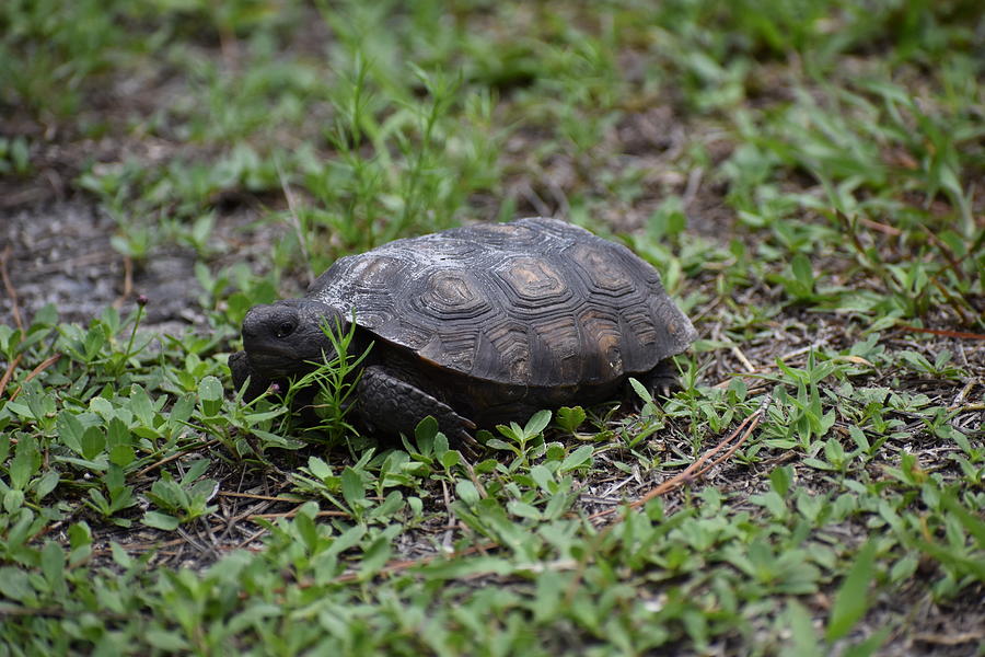 Baby Tortoise Photograph by Stacy Klema - Fine Art America