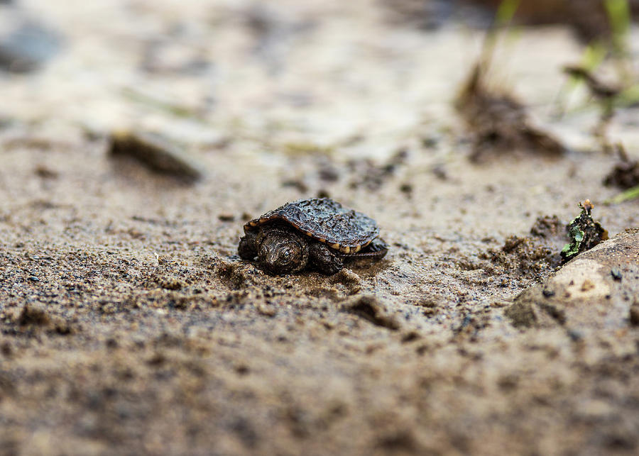 Baby Turtle Photograph by Amelia Pearn