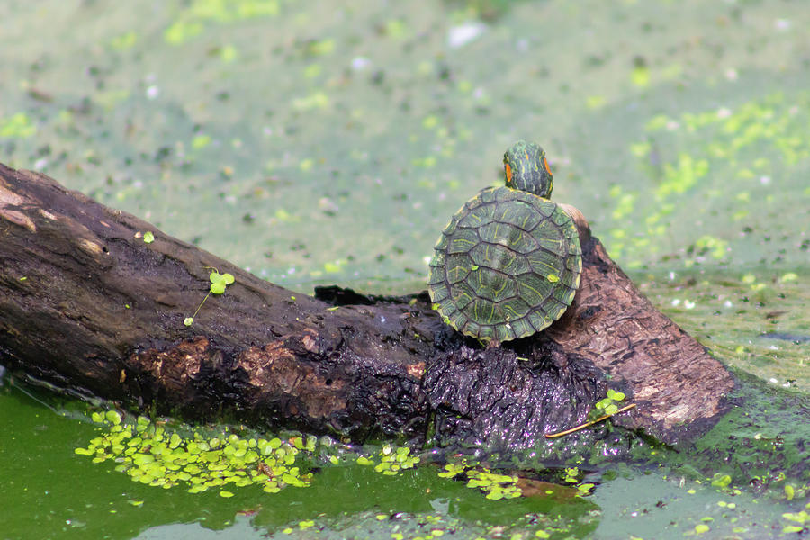 Baby Turtle Enjoying a Summer Day Photograph by Auden Johnson