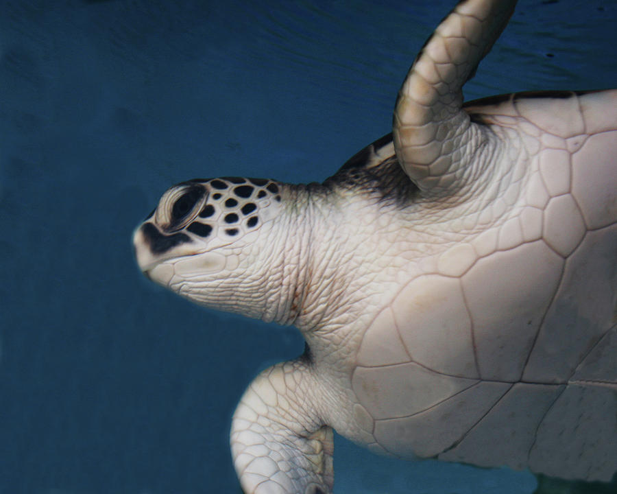 Baby Turtle Honu Maui Photograph by Daniel Baralt - Pixels