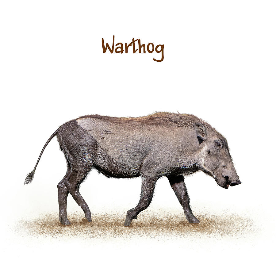 Baby Warthog Walking Side Extracted Photograph by Good Focused