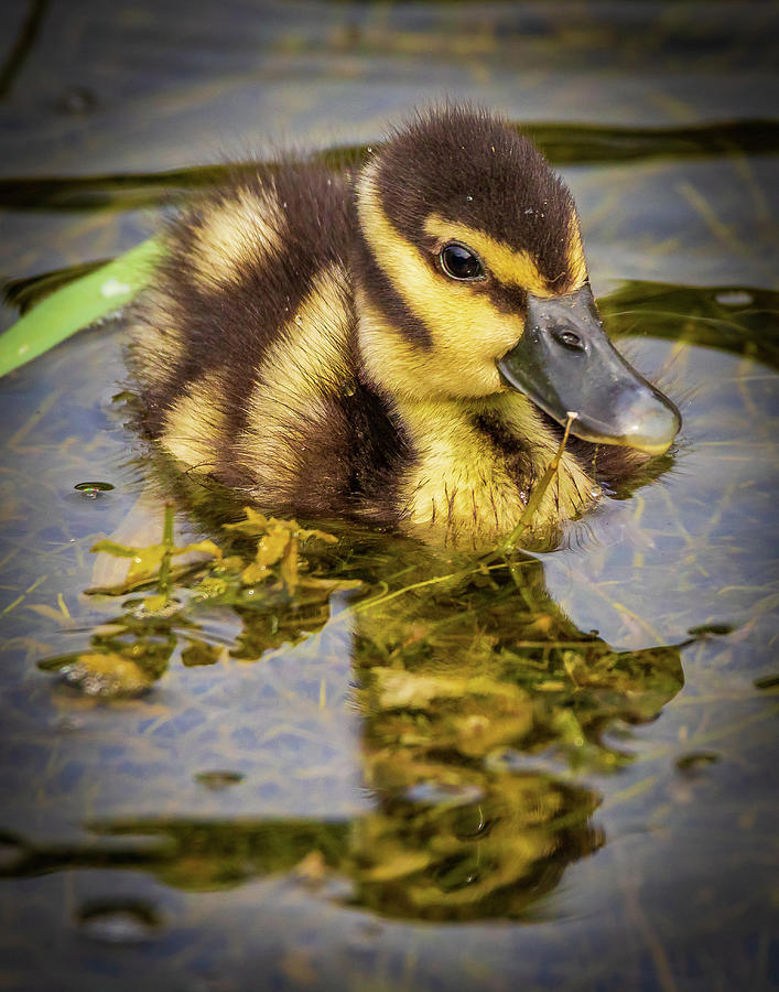 Baby Whistling Duck Photograph by Joe Myeress
