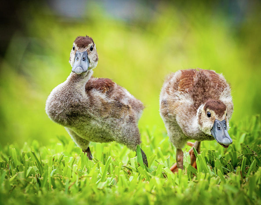 Baby Whistling Ducks Photograph by Joe Myeress