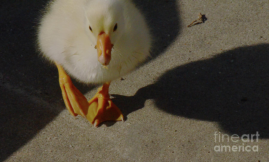 Baby White Morph Swan Goose Two Photograph by Debby Pueschel