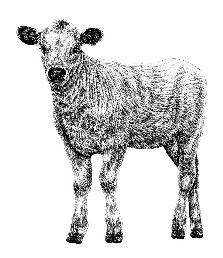 Baby White Park cow calf ink illustration Drawing by Loren Dowding