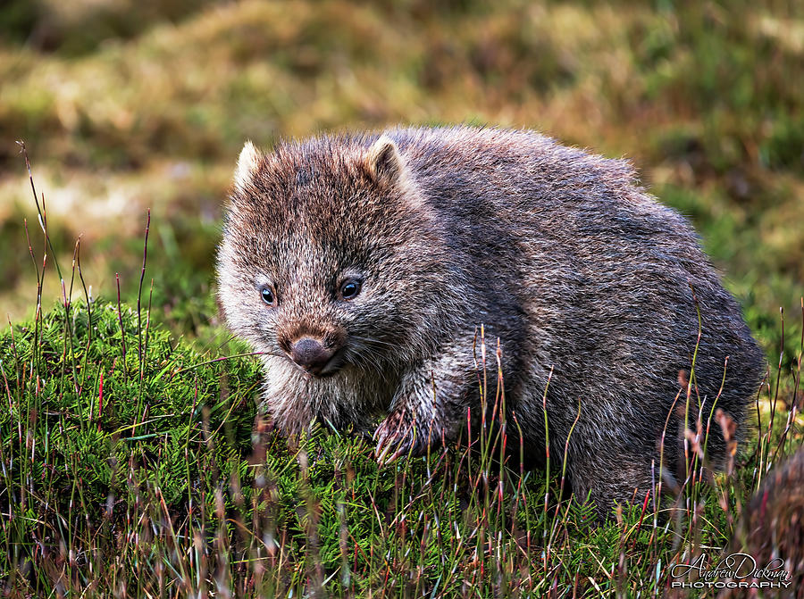 Baby Wombat Photograph by Andrew Dickman