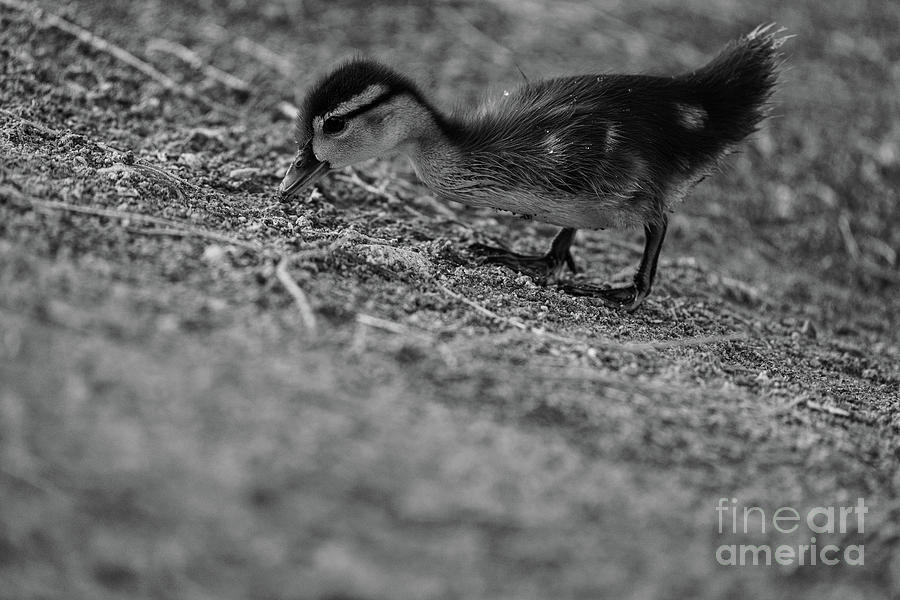 Baby Wood Duck Hillside Photograph by John F Tsumas