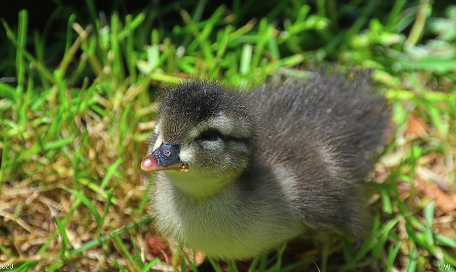 Baby Wood Duck Photograph by Lisa Wooten