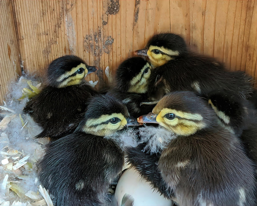Baby Wood Ducks Ready to Leave Photograph by Jerry Griffin