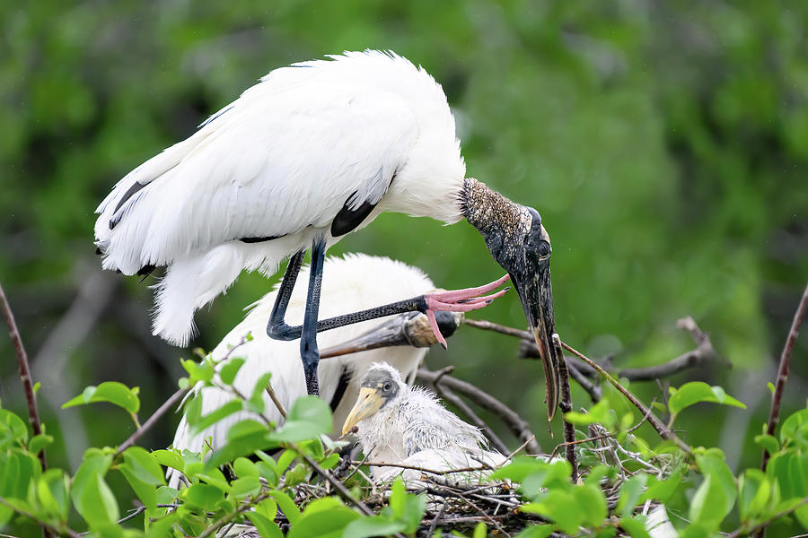 Baby Wood Stork with Mom Photograph by Angie Mossburg