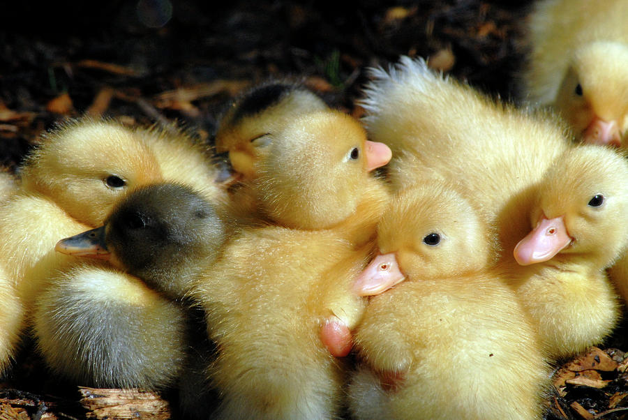Baby yellow ducklings Photograph by Loren Dowding