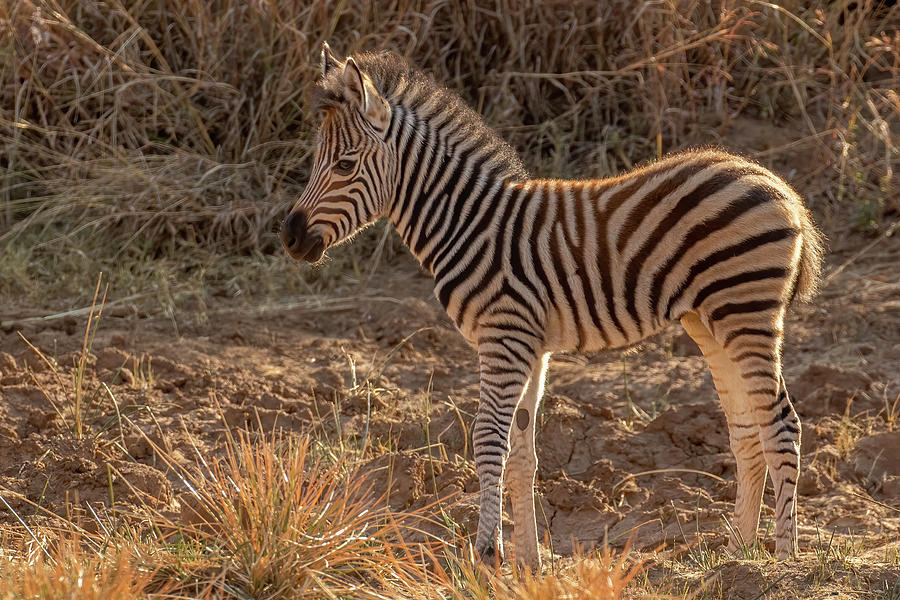 Baby Zebra 2 Photograph by MaryJane Sesto